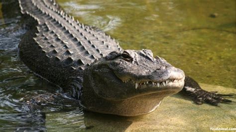 Alligators In Florida Everything You Need To Know