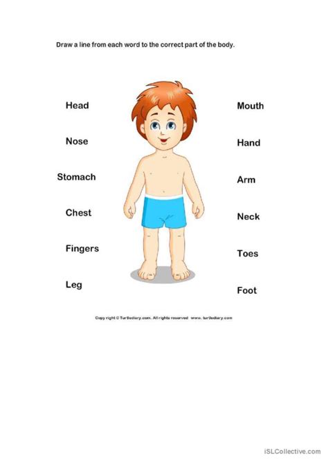 Parts Of The Body English Esl Worksheets Pdf And Doc