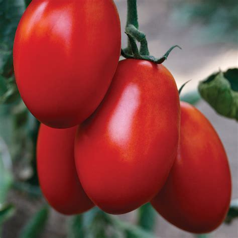 Cedro Hybrid Tomato Paste Tomato Seeds Totally Tomatoes