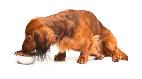 The 5 Best Dog Food For Dachshund According To Experts World Dog Finder