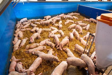 Warm Bed Of Straw Beneficial For Grower Pigs Pig Progress