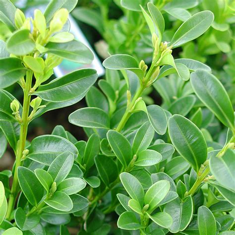 Green velvet boxwood is a bright green, round evergreen shrub with tiny leaves. Buxus x 'Green Velvet'