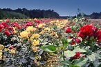 Campo de rosas foto de archivo. Imagen de fondos, manera - 2697582