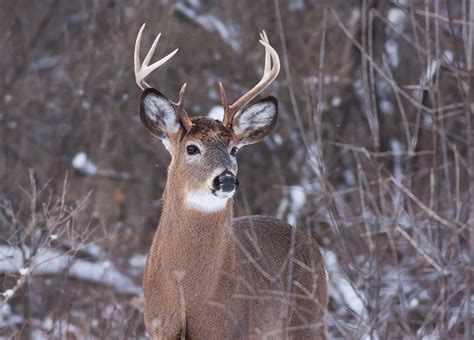 Pros And Cons Of Deer Hunting In Cold And Warm Rainy Weather