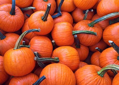 Free Images Fall Orange Food Harvest Produce Vegetable Autumn