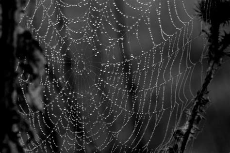 Free Images Dew Black And White Material Invertebrate Spider Web