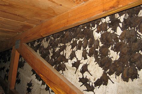 Everything You Need To Know About Attic Bat Removal Business Guide Ottawa