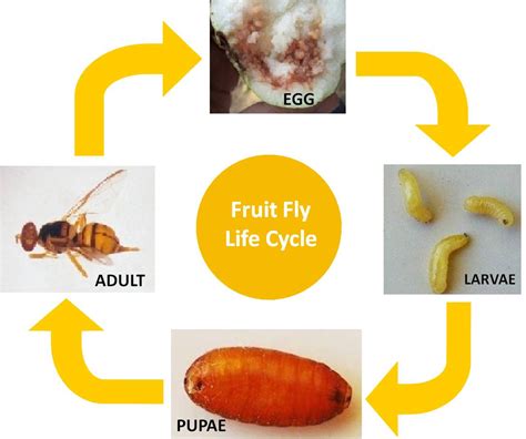 Fruit Flies Life Cycle