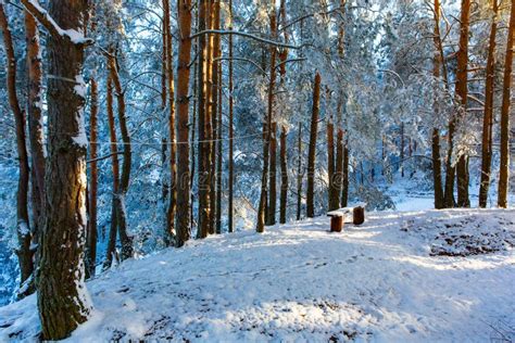 Small Clearing In Pine Forest Covered In Snow Sun Shining Stock Photo