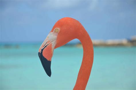 Flamingo Beach Aruba