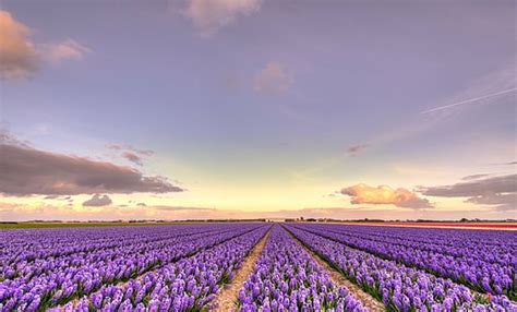 Hd Wallpaper Pink Tulip Flower Field Under Blue Cloudy Sky During