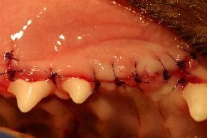 Learn more about the causes, symptoms to be aware of, and how to treat them. Dog tooth Extraction - Veterinary Dentist - Wisconsin,Dale ...