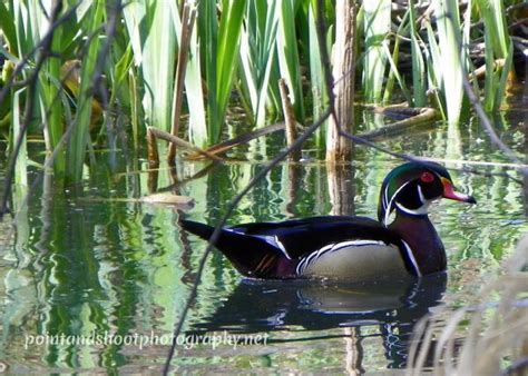 Beautiful Wood Duck Photo Taken At Kathryn Albertson Park In Boise