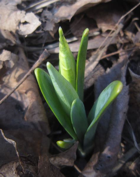 Identifying Bulbs Growing In Early Spring By Shoots Early Spring