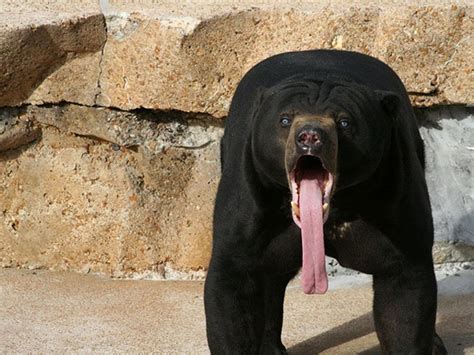 20 Astonished Animals Who Are Freaked Out By Whats Happening Bored