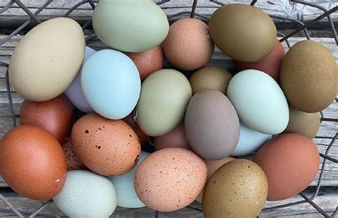 Popular Chickens With Colored Eggs Color Chart Chicken Fans