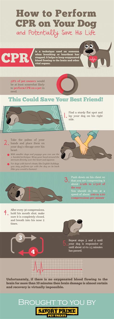 How To Perform Cpr On Your Dog Infographic Savory Prime Pet Treats
