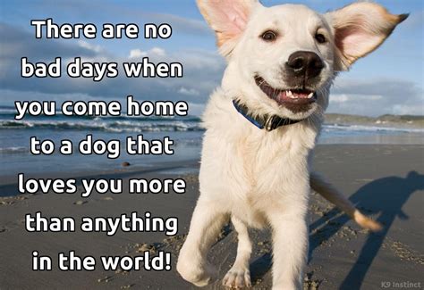 Pin By Dorothy Ellis On For Our Pets Sweet Dog Quotes Dog Facts Dogs