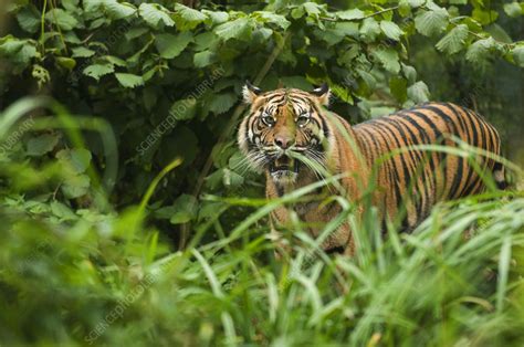 Sumatran Tiger Standing In Long Grass Snarling Stock Image F023