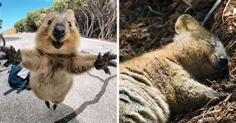 Los Quokkas Son Los Animales Más Felices Del Mundo Bored Panda