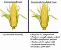 What are real differences between organic (and conventional types) vs ...