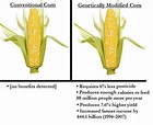 Gmo Corn