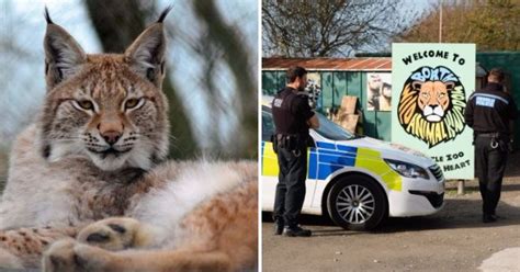 Second Lynx Choked To Death At Borth Wild Animal Kingdom Days After One