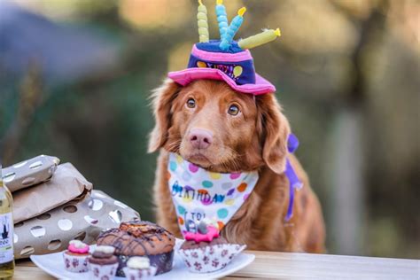 Party für den ältesten Hund der Welt: Bobi ist 31 Jahre alt