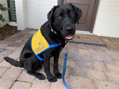 Canine Companions: A Service Dog Training Center - The Savvy Sitter