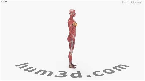 360 View Of Complete Female Anatomy 3d Model 3dmodels Store