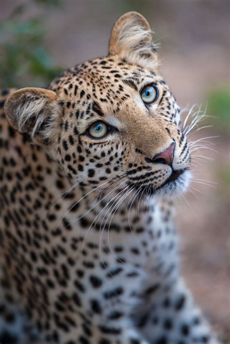 Leopard Eyes By Rudi Hulshof 500px