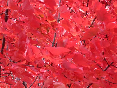 Branches Of Bright Red Autumn Leaves Clippix Etc