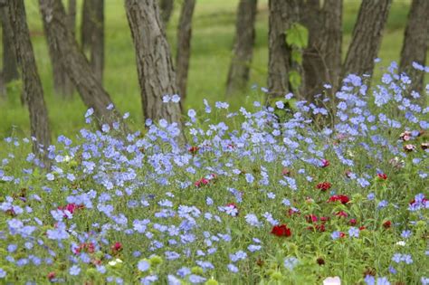 Woodland Flowers Stock Photo Image Of Tranquil Blue 1739438