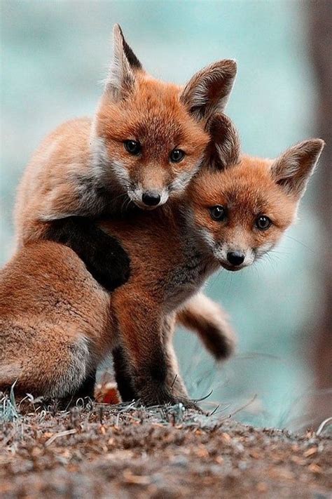 Incredibly Cute Animal Photos Fox Pups Red Fox And Pictures
