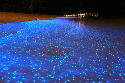A Maldives Beach Awash In Bioluminescent Phytoplankton Looks Like An