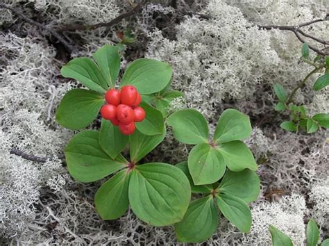 17 Best images about BUNCHBERRY on Pinterest | Canada, White flowers ...