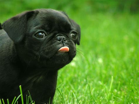 See more of pug & puppies on facebook. Pug Dogs Full HD Wallpapers, Pug Dogs HD Wallpapers 2012 ~ Full HD Wallpapers