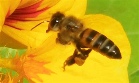 Cape Honey Bee Apis Mellifera Capensis Escholtz