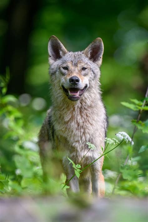 Wolf Portrait In Summer Forest Wildlife Scene From Nature Stock Photo