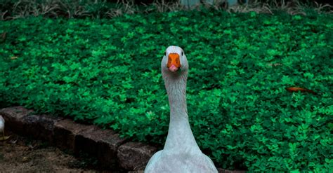 White Duck Beside Green Grass · Free Stock Photo