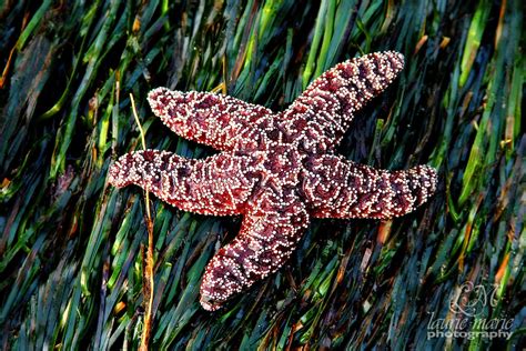 Purple Sea Star On Sea Grass Laurie Hunsaker
