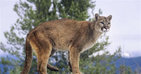 Cougar Sighting A Dream Come True For 7 Year Old