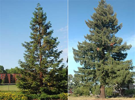 Please choose options for all selected products. Sequoia sempervirens | Landscape Plants | Oregon State ...