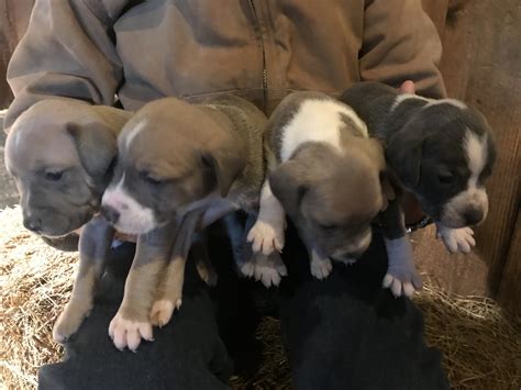 Mountain Cur Puppies For Sale Frenchburg Ky 287909