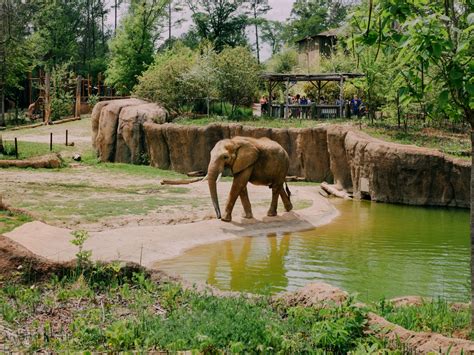 Beyond recreation, other functions of zoos include research, education, and conservation. Birmingham Zoo - HPM