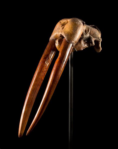 Bonhams Fossil Walrus Skull Fossils Walrus Rocks And Fossils