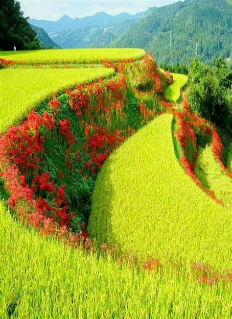 Rice Terraces In Japan Beautiful World Beautiful Gardens Beautiful