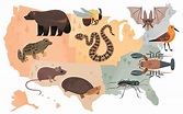 Endangered Species of the US on Behance