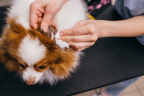 Dog Earwax Color Chart Dutch — Naive Pets