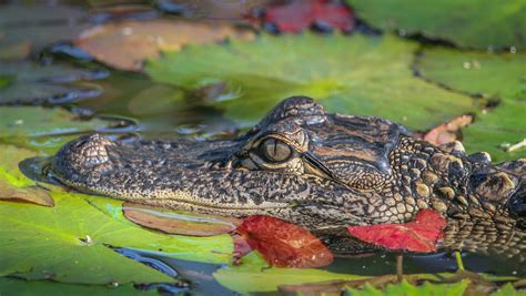 Indiana Alligator Visits Plymouth Pond Until Capture